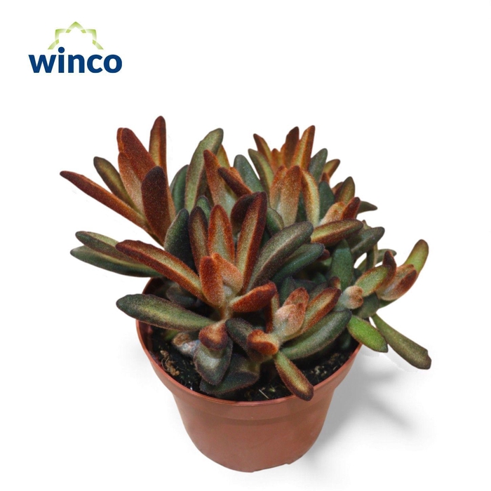 <h4>Kalanchoe Chocolate Soldier</h4>