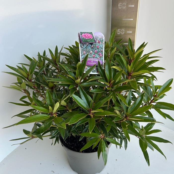 <h4>Rhododendron ponticum 'Graziella'</h4>