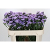 Limonium sinuatum Ana Blue