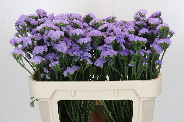 <h4>Limonium sinuatum Ana Blue</h4>
