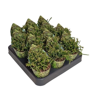 RHIPSALIS CAPILLIFOR