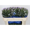 Aster Cassandra