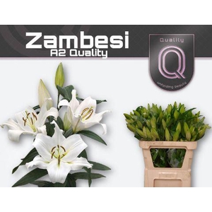 LI OT ZAMBESI 3+