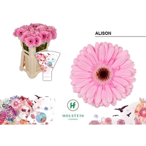 GE GR ALISON Emmer Hoes x40