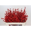 Ilex Rood