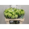 Viburnum Roseum St 4+