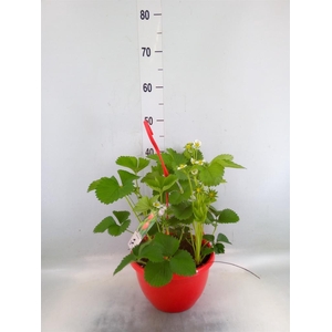 Fragaria ananassa 'Elsanta'