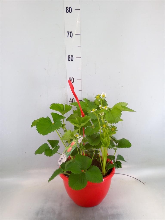 <h4>Fragaria ananassa 'Elsanta'</h4>
