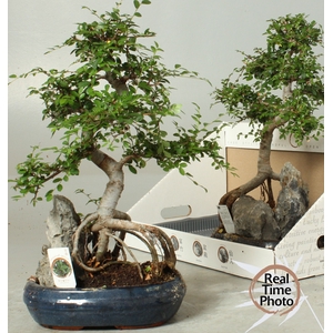 BONSAI GEM