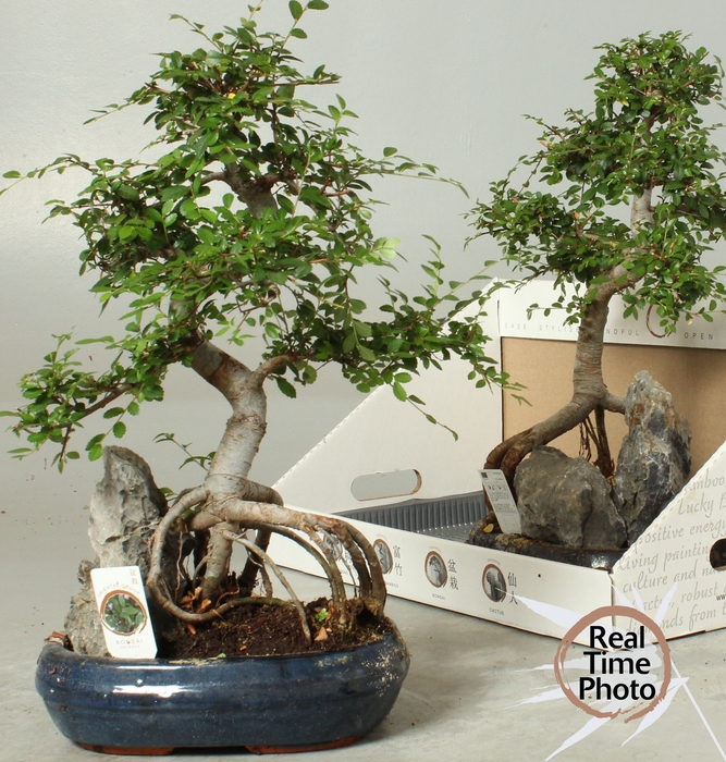 <h4>BONSAI GEM</h4>