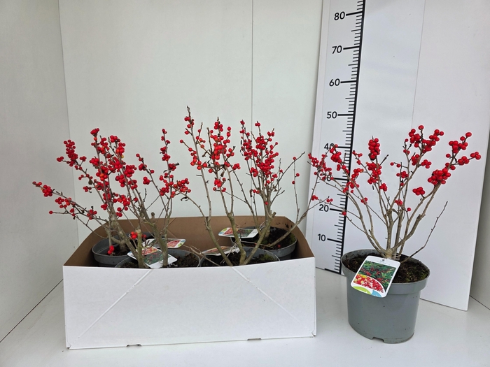 <h4>ILEX VERTICILLATA</h4>