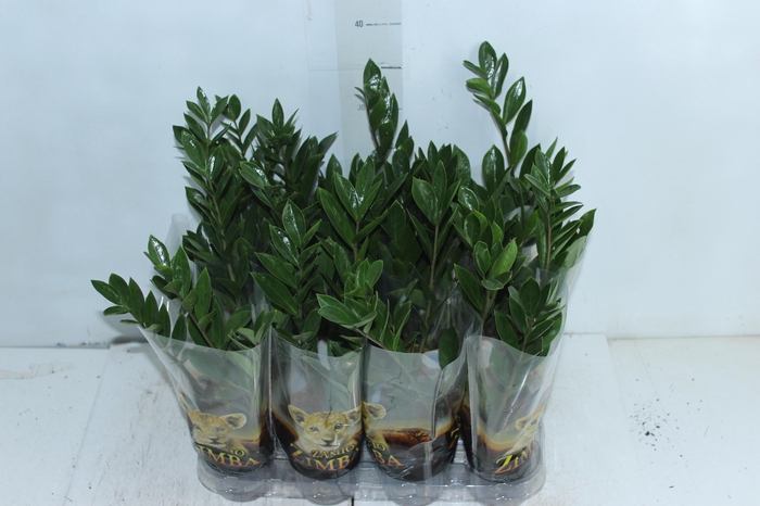 <h4>ZAMIOCULCAS P09</h4>