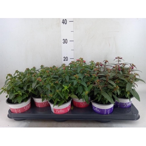 Fuchsia  'Bella Fuchsia'