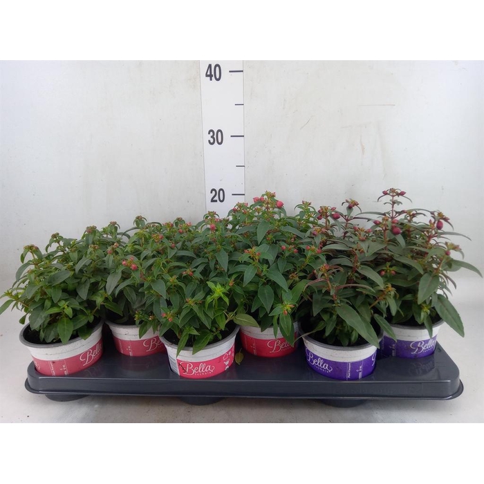 <h4>Fuchsia  'Bella Fuchsia'</h4>
