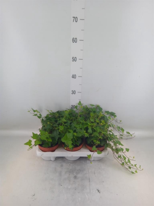 <h4>Hedera helix 'Anna'</h4>