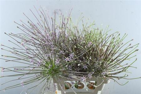 <h4>Allium Schubertii</h4>