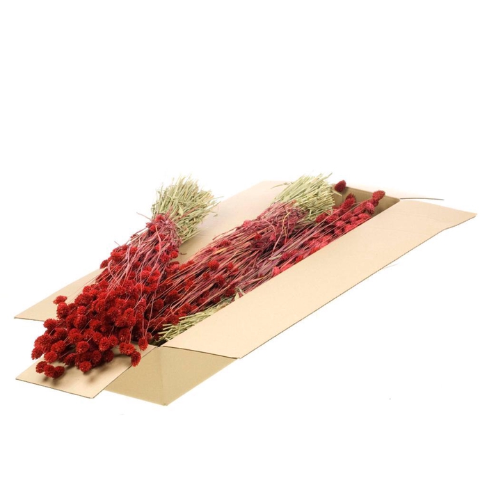 <h4>Phalaris Sb Red</h4>