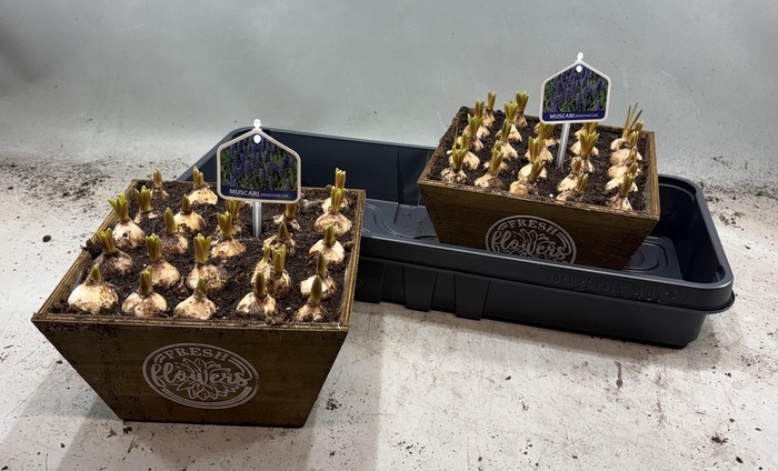 <h4>ARR MUSCARI</h4>