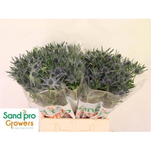 ERYN MAG BLUE LAGOON