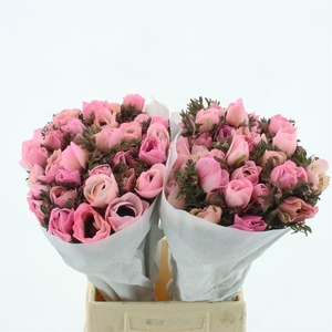 Anemone Powder Rose Flashi
