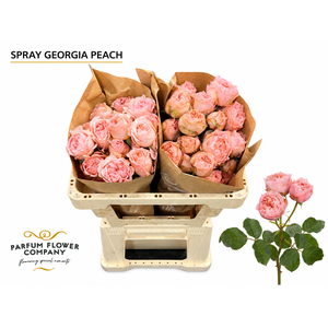 Rosa Spray Georgia Peach