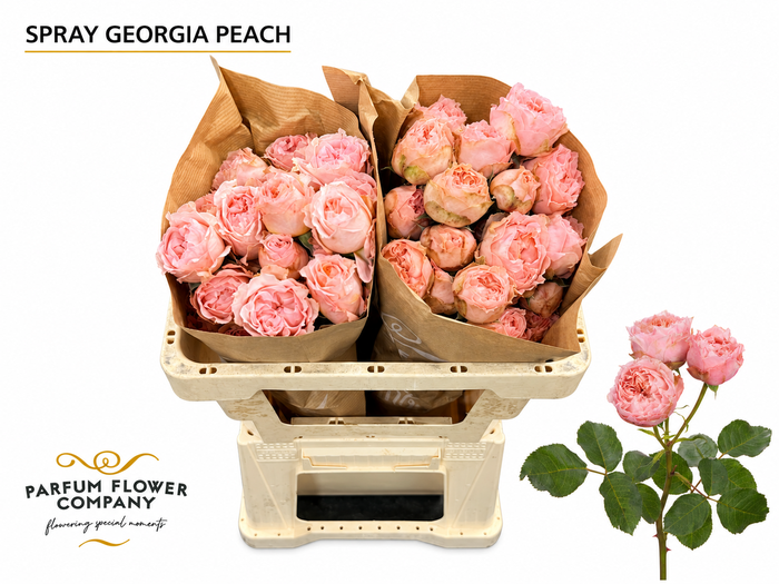 <h4>Rosa Spray Georgia Peach</h4>