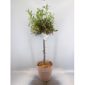 Arr. Tuinplanten H%