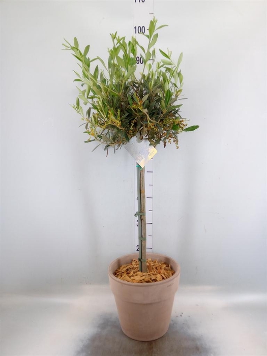 <h4>Arr. Tuinplanten H%</h4>