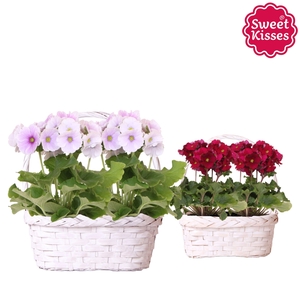Primula Obconica Sweet Kisses mix in Duomand twins mix
