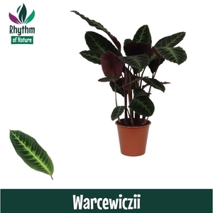 Calathea 19cm Warcewiczii Rhythm of Nature