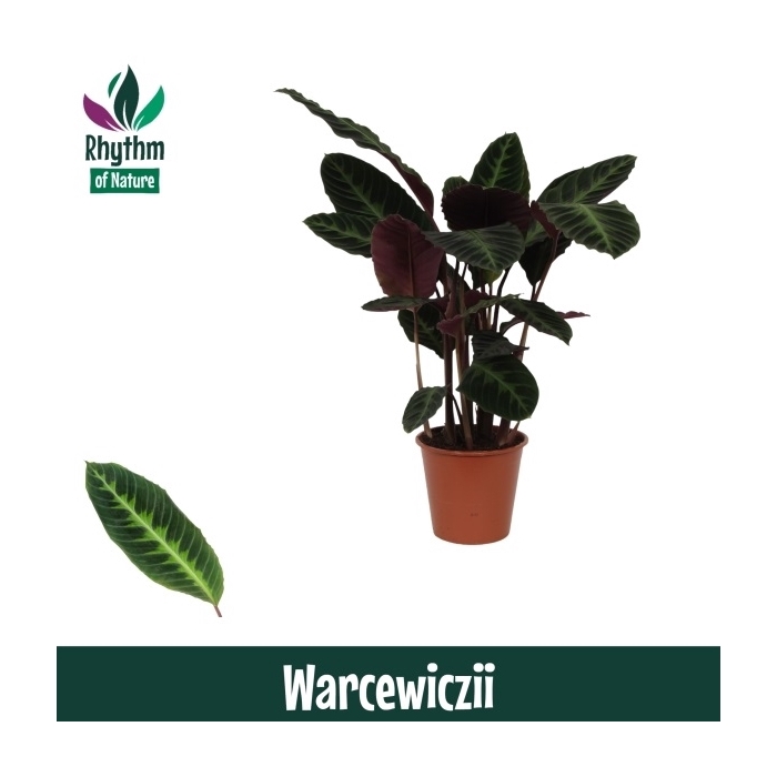 <h4>Calathea 19cm Warcewiczii Rhythm of Nature</h4>