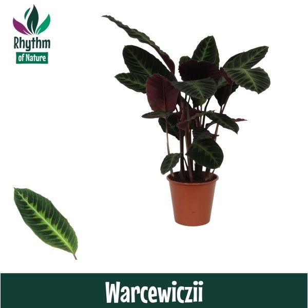 Calathea 19cm Warcewiczii Rhythm of Nature