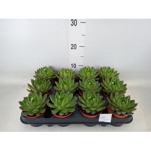 Echeveria  'Miranda'