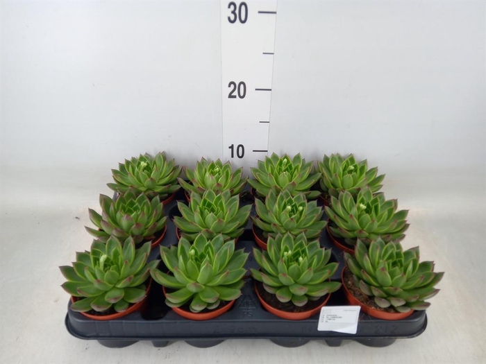 <h4>Echeveria 'Miranda'</h4>