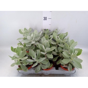 Senecio   ...