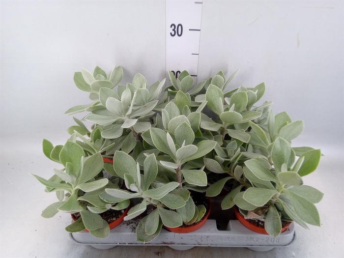 <h4>Senecio ...</h4>