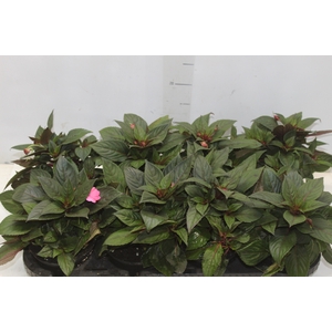 SUNPATIENS® P13