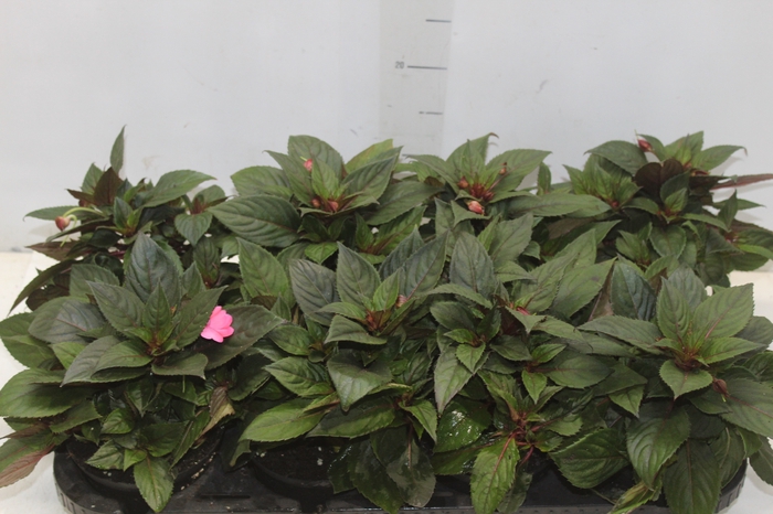 <h4>SUNPATIENS® P13</h4>