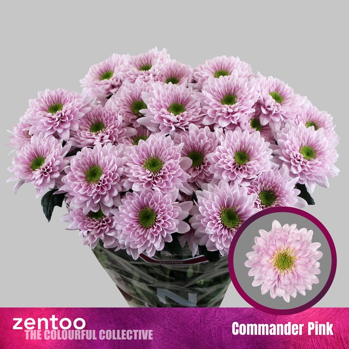 <h4>CHR T COMMANDER PINK</h4>