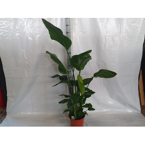 STRELITZIA NICOLAI