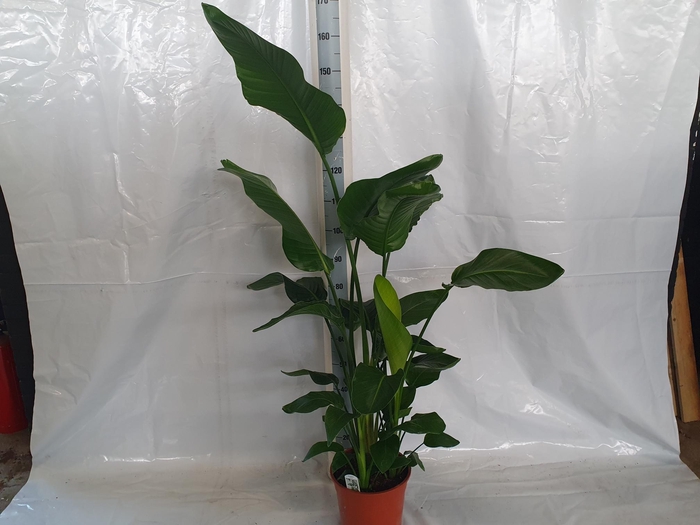 <h4>STRELITZIA NICOLAI</h4>