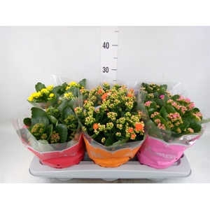 Kalanchoe blos.   ..rosebud mix  5