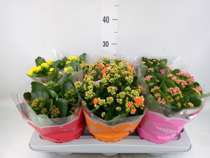 <h4>Kalanchoe blos.   ..rosebud mix  5</h4>