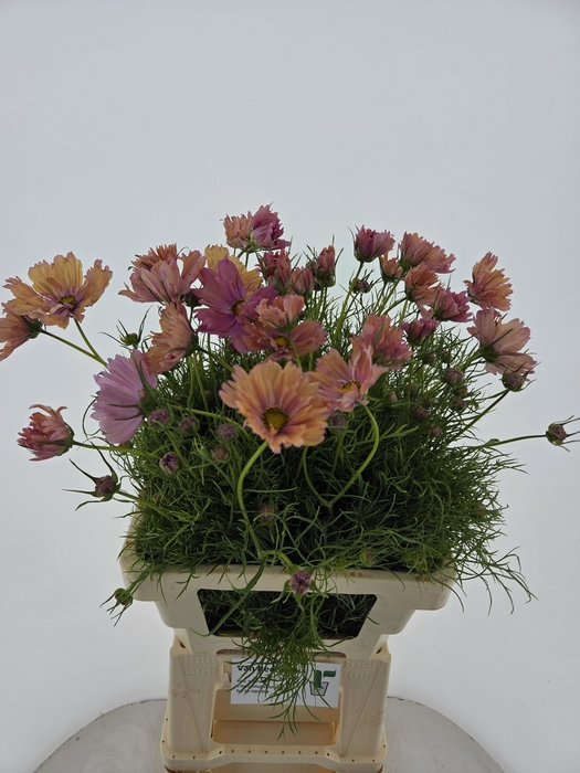 <h4>Cosmos Bipinnatus</h4>