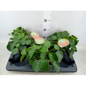 Pilea peperomoides