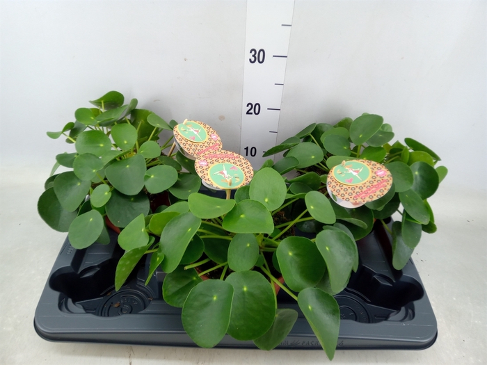 <h4>Pilea peperomoides</h4>