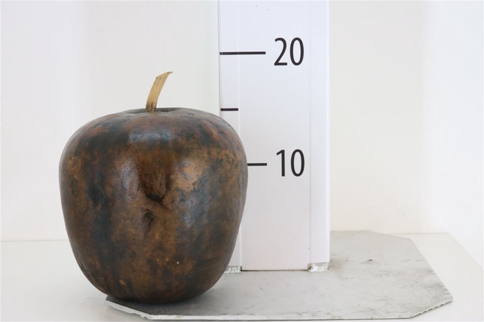 Jungle Apple Dark Brown(mg)