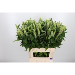 Agastache Wit