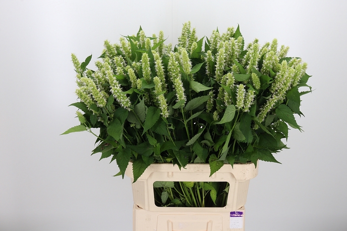 <h4>Agastache Wit</h4>