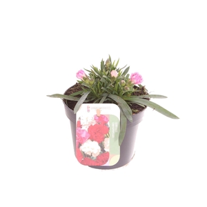 Dianthus caryophyllus Sprint Burgundy